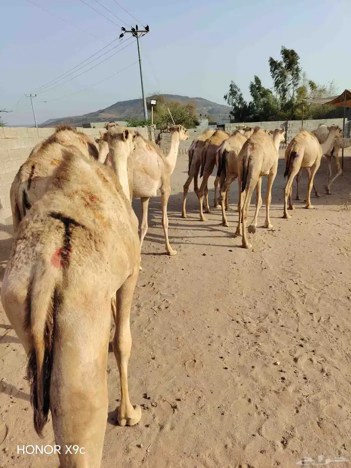 اطيب واجود لحوم القعدان الصومالية عندنا 3