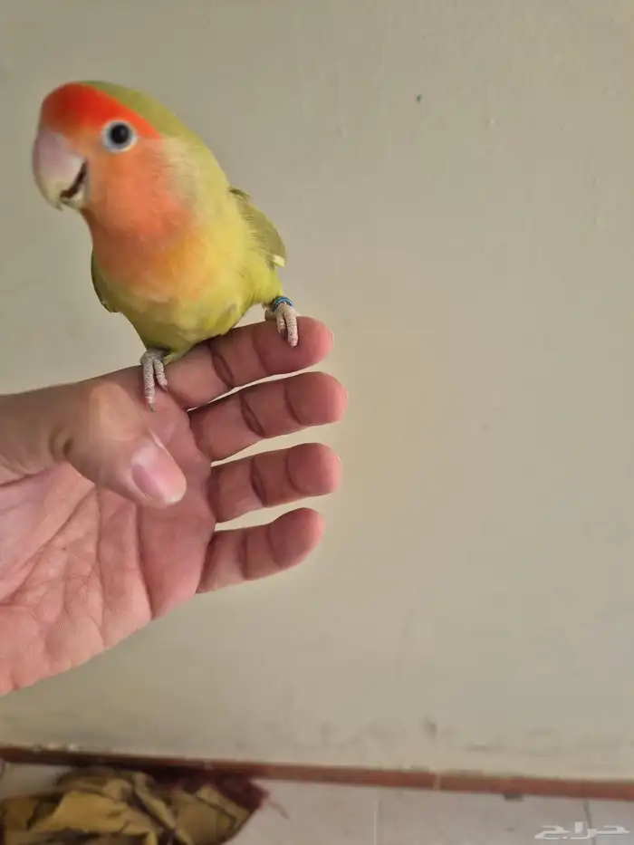 للبيع انثى روز 1