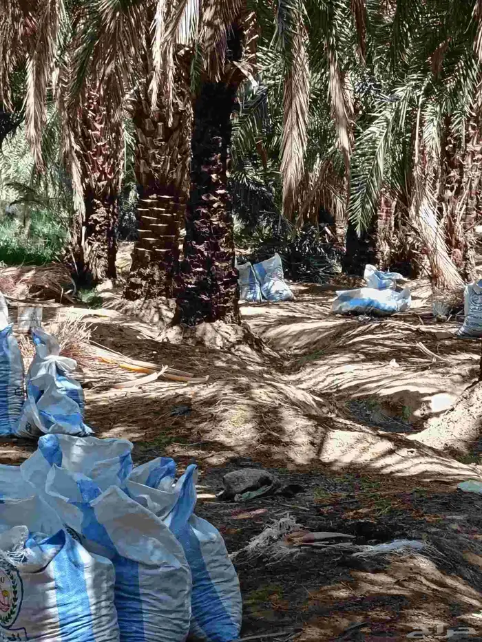 تمر غنم للبيع 0