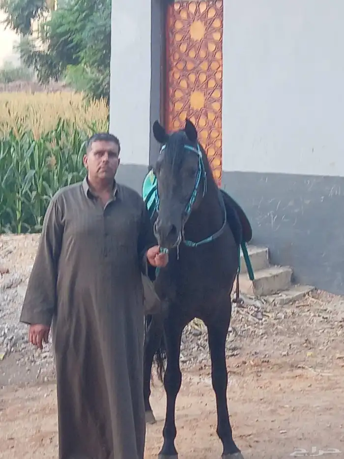 سايس خيل 1