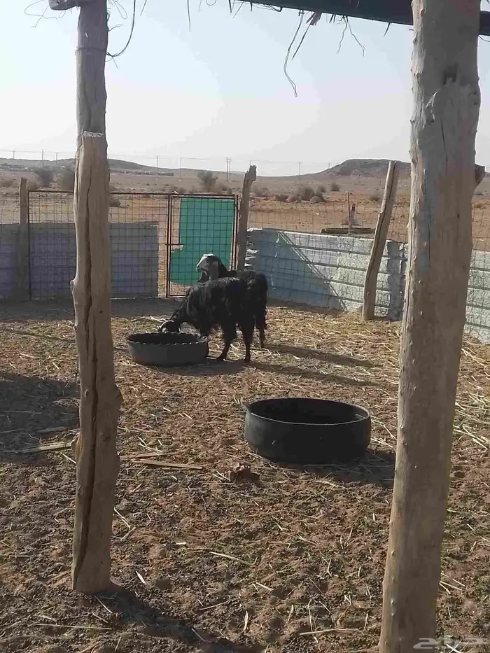 معزا للبيع 2