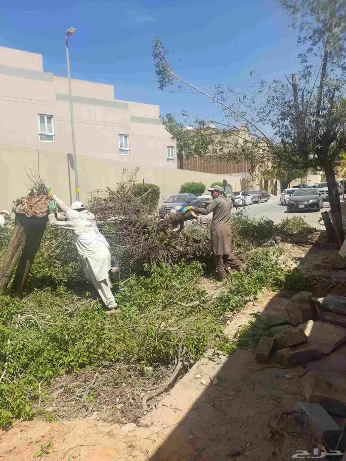 قص شجر تقطيع شجر قشع نخل غرس نخل جث نخل 4