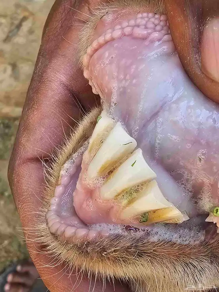 غنم بيشيات 0