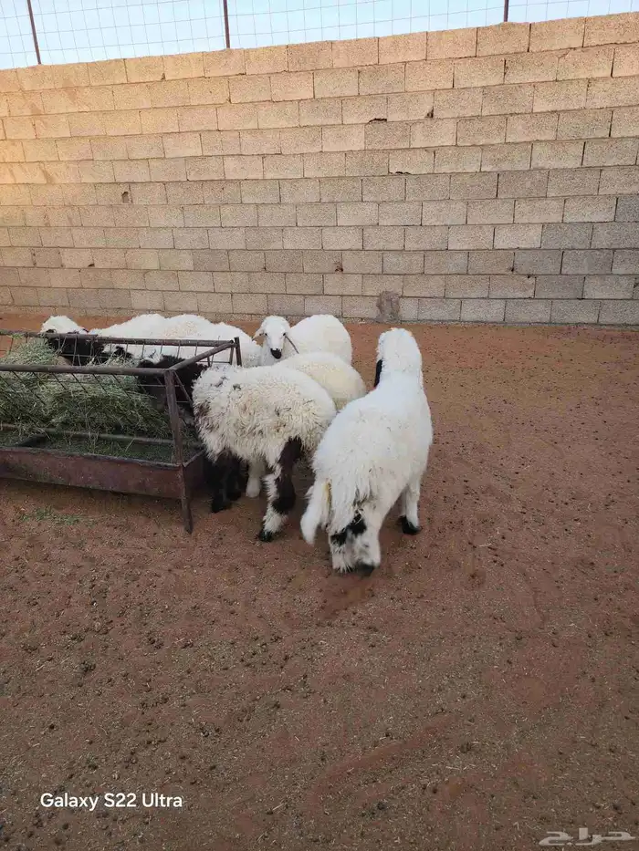 طليان و خال للبيع 1