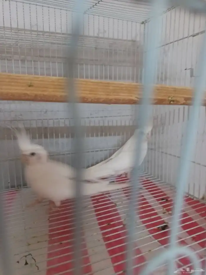 للبيع زوج كروان البينو ابيض 2