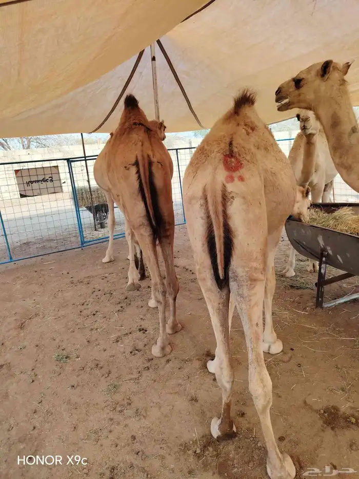 قعدان و أغنام صفوة البادية 0