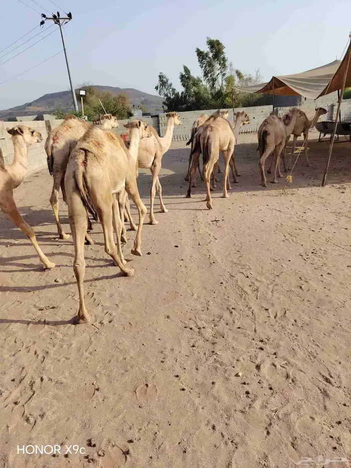 اطيب واجود لحوم القعدان الصومالية عندنا 2