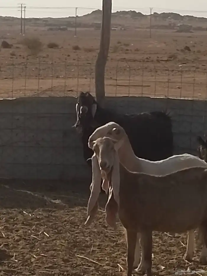 معزا للبيع 4
