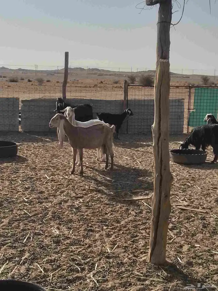 معزا للبيع 1
