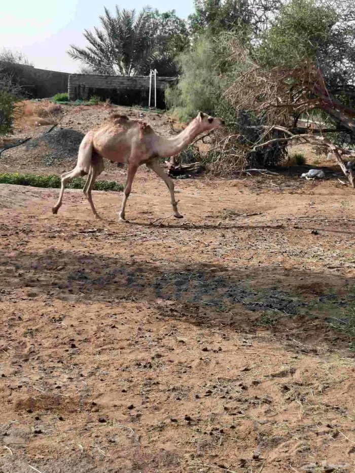 السلام عليكم اعرض على انظاركم 0