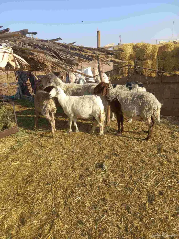 للبيع غنم نعيم مع حريات العدد 7 طيبات وسليمه شرط 3