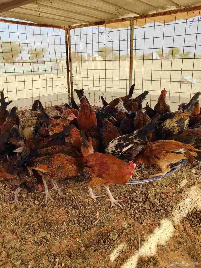 دجاج بلدي ديك المكان العطيف محطه ساسكو كوبري الميزان 1