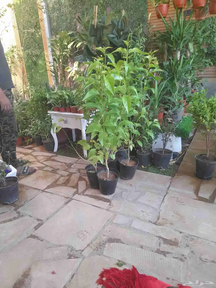 منسق حديق وتركيب جميع شبكات الري العادي والاتمتك 1