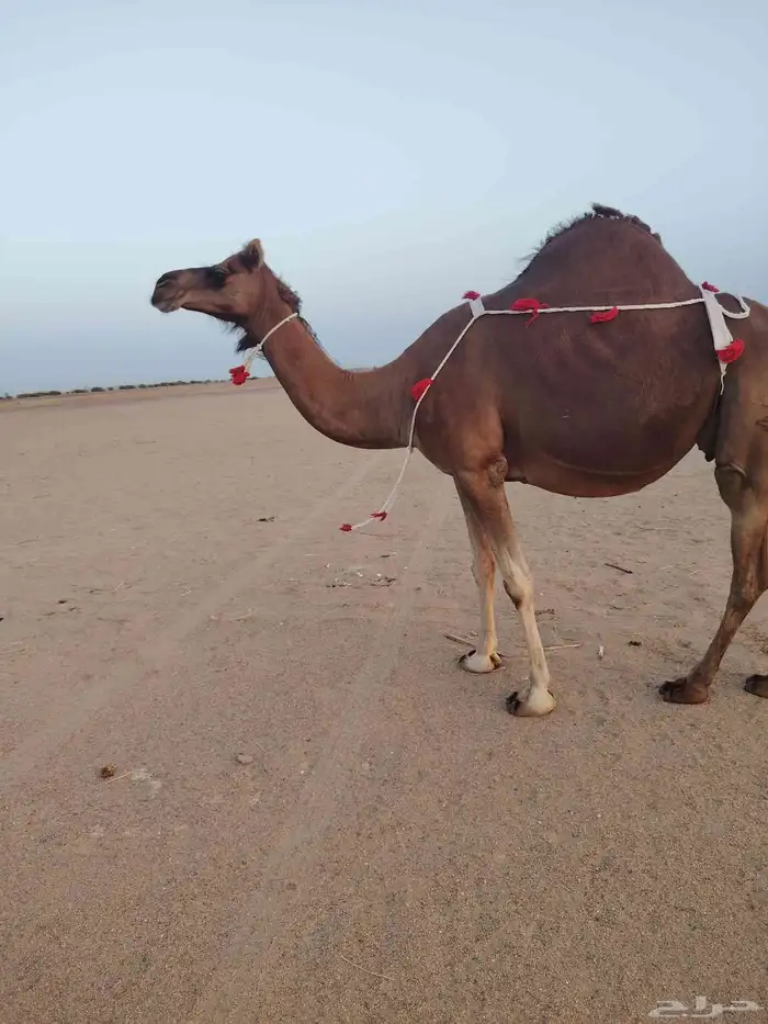 بيع نياق حمر لقايح مشروطه 0