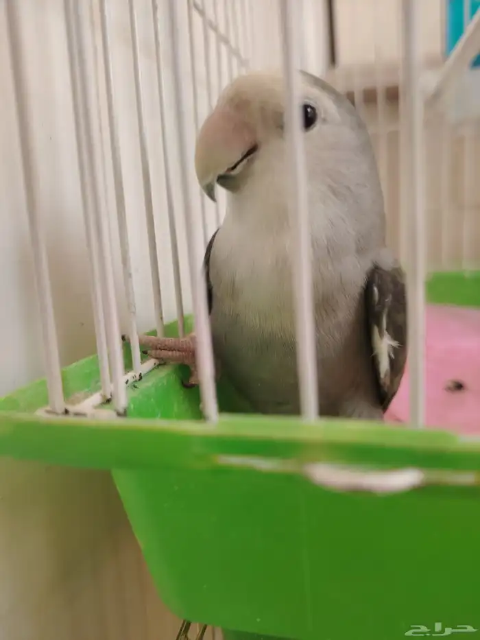 ببغاء روز 0