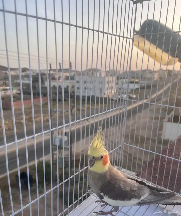 ببغا كروان للبيع 7