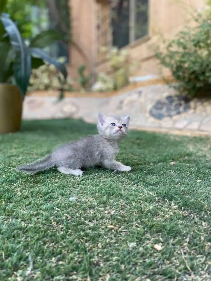 سكوتش مطعمين مدربين للبيع ولايوجد تبني 5