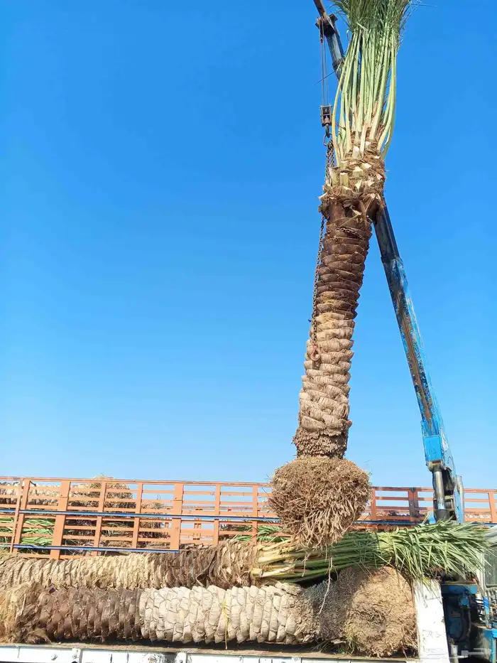 متوفر لدينا نخل للبيع في جده مكه نخل فاخر ومقاسات مختلفه 1