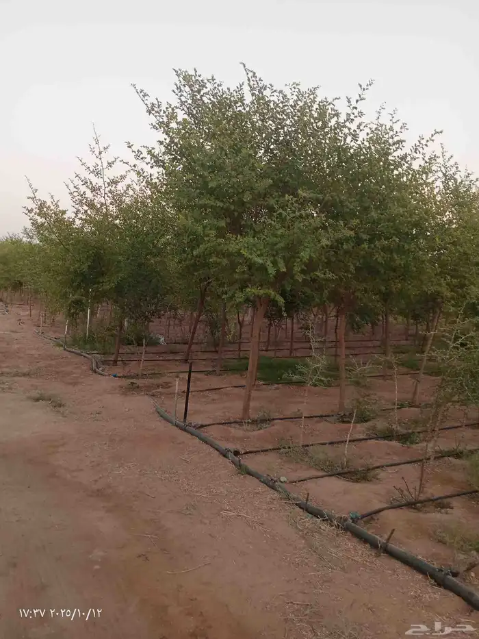 يوجد لدينا جميع انواع الاشجار سدر طلح لوز هندي اكسيا جميع ال 3