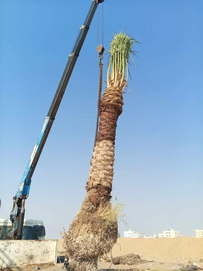 متوفر لدينا نخل للبيع في جده مكه نخل فاخر ومقاسات مختلفه 2