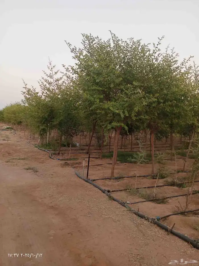 يوجد لدينا جميع انواع الاشجار سدر طلح لوز هندي اكسيا جميع ال 4