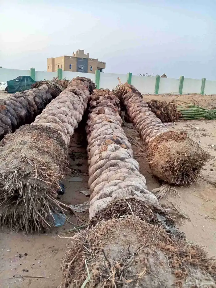 متوفر لدينا نخل للبيع في جده مكه نخل فاخر ومقاسات مختلفه 6