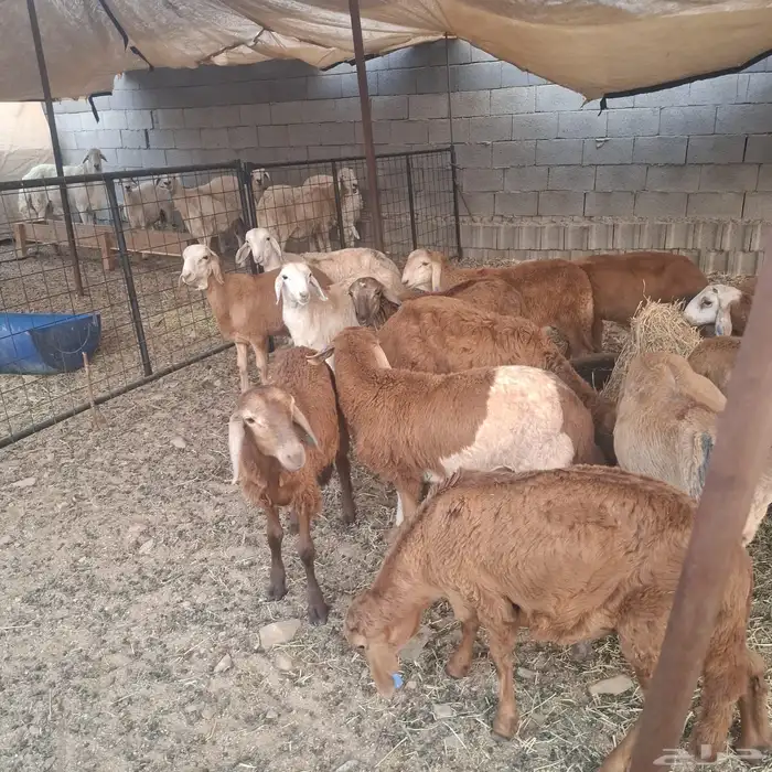 طليان سواكني ذبايح 1