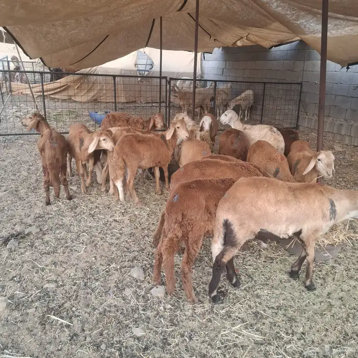 طليان سواكني ذبايح 0