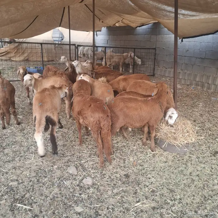 طليان سواكني ذبايح 3