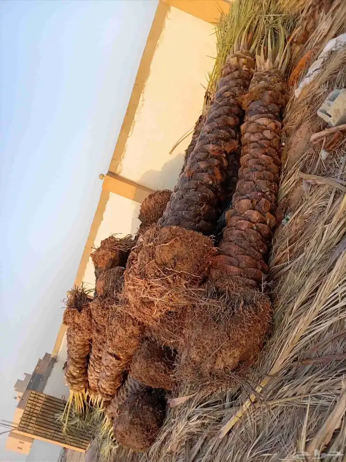 نخل للبيع 6