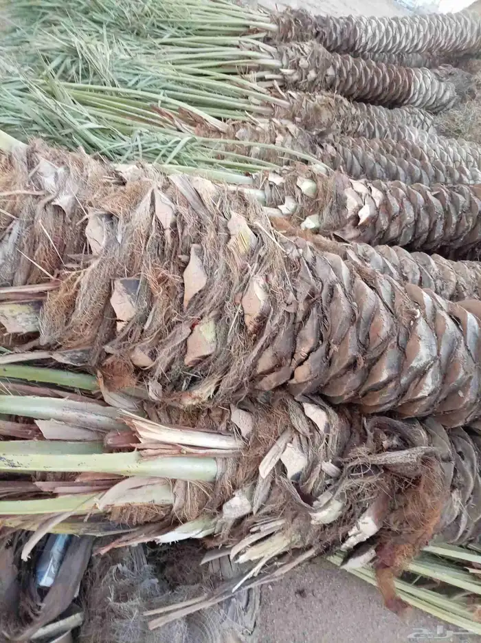 نخل للبيع 3