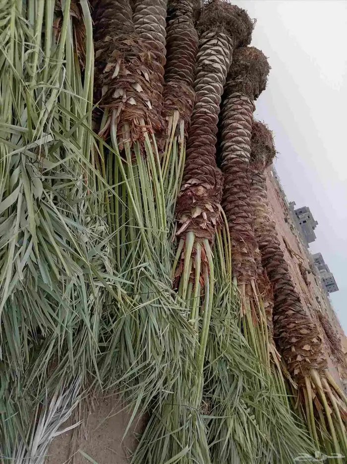 نخل للبيع 2