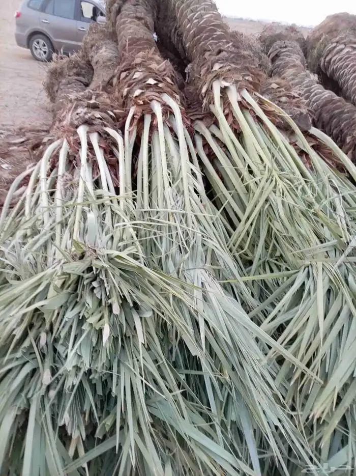 نخل للبيع 4