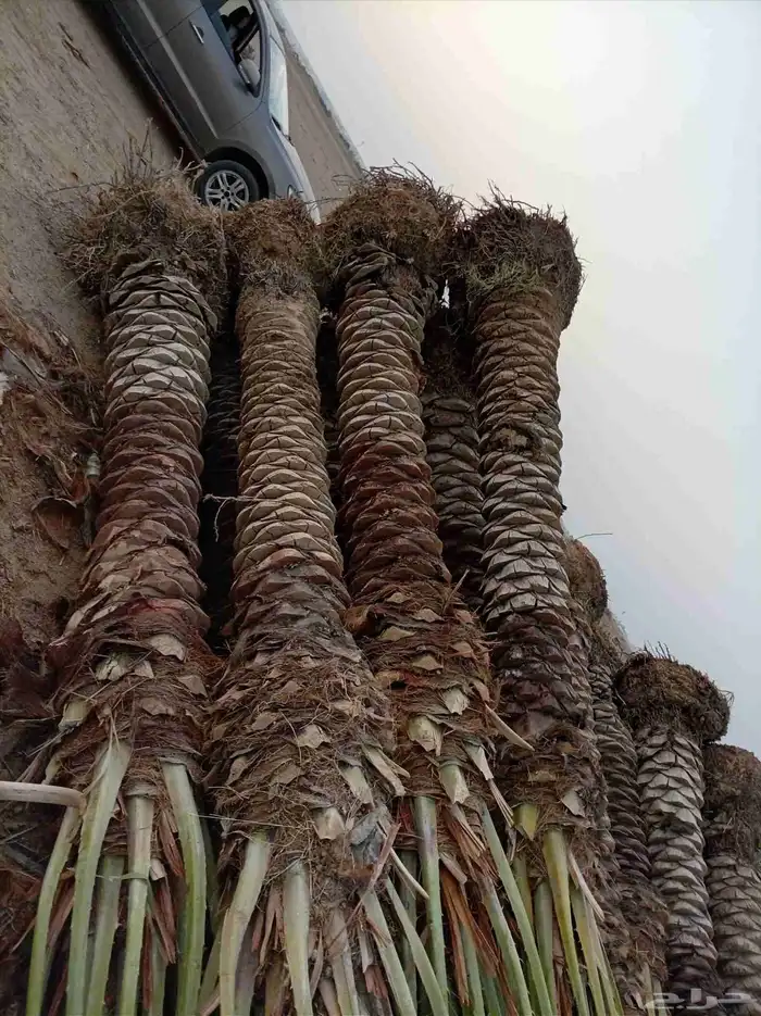 نخل للبيع 5