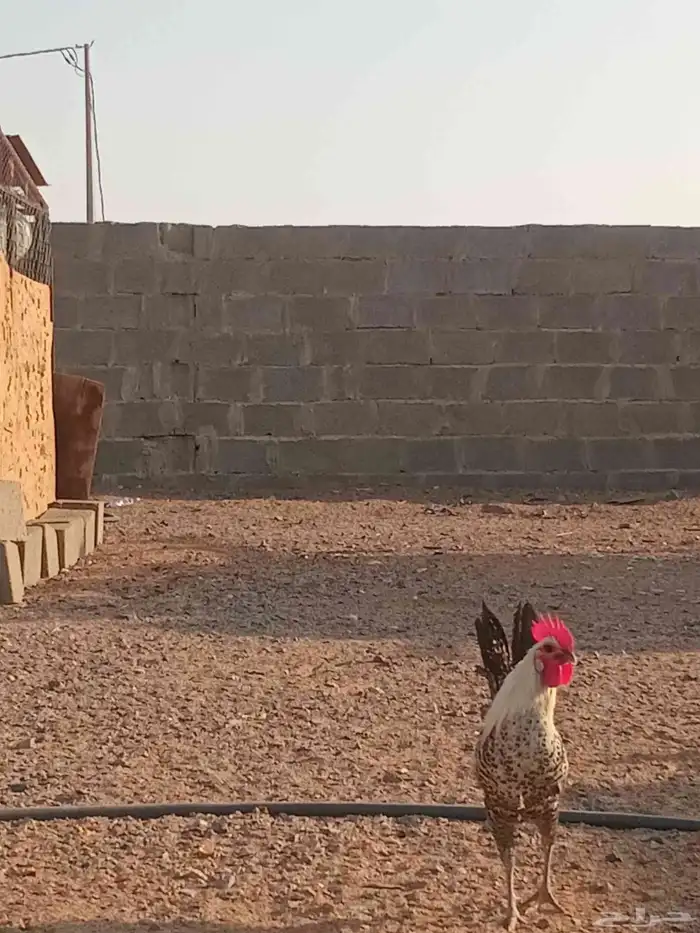 دجاج.فيومي 5