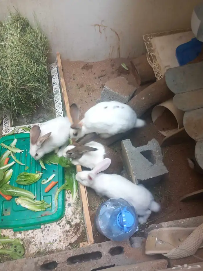 ارنب 5 للبيع واحد ذكر والباقي اناثي 1