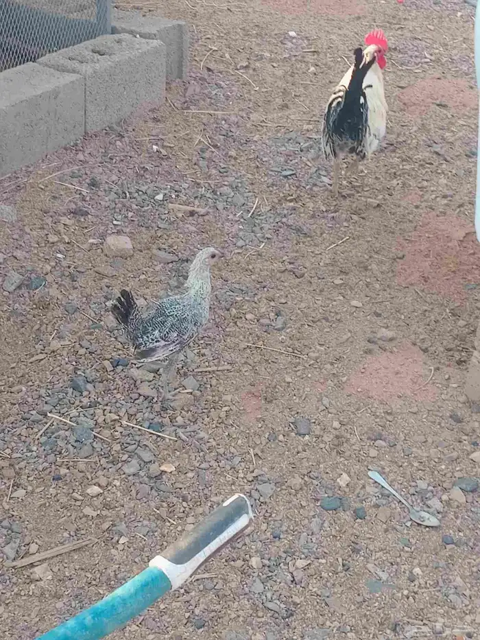 دجاج.فيومي 1