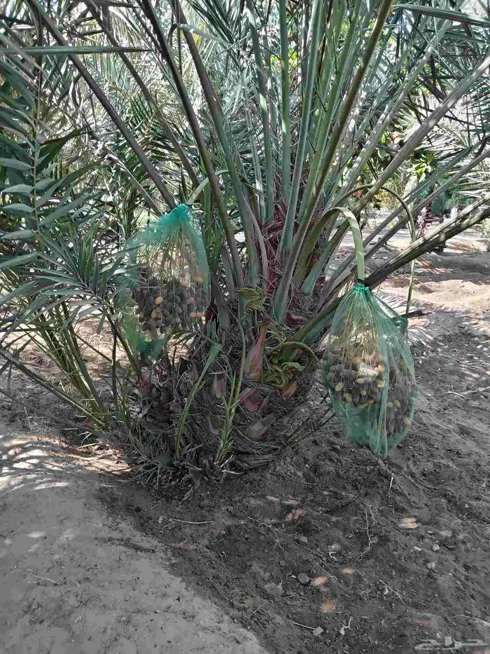 ابوياسين لبيع جميع انواع النخيل البلدي والواشنطن 8