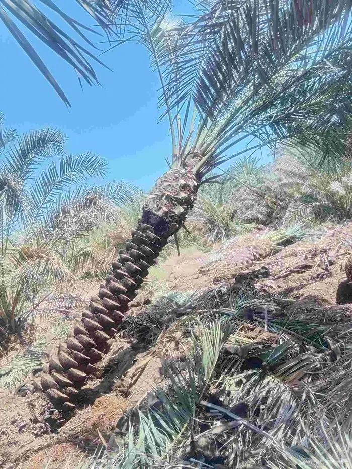 مقول نخيل وزيتون وليمون وجميع الاشجار 5