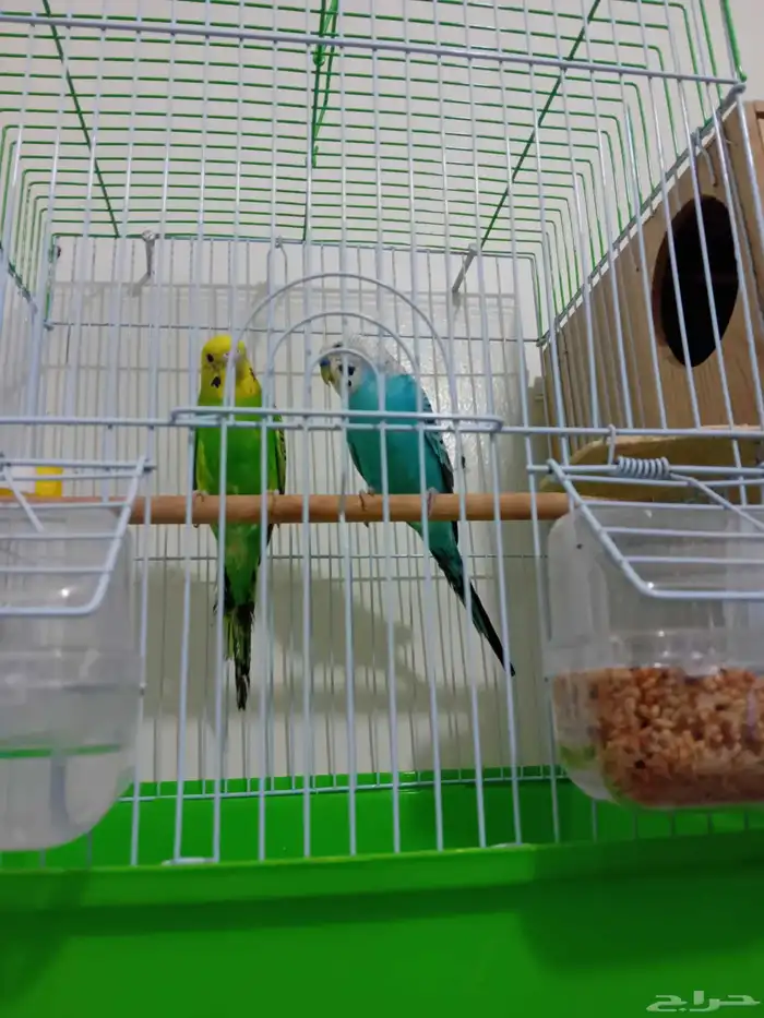 زوج بادجي استرالي. إنتاج تم البيع 1