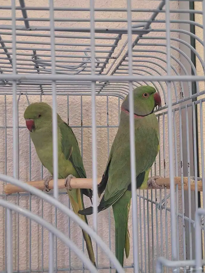 زوج درة للبيع بسعر طيب 0