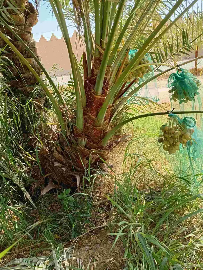 نخل مثمر نخيل للبيع فسايل نقابل جثايث فروخ خلاص برحي سكري 0