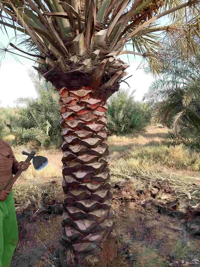 نخل جثائث وفسائل جميع انواع النخيل 8