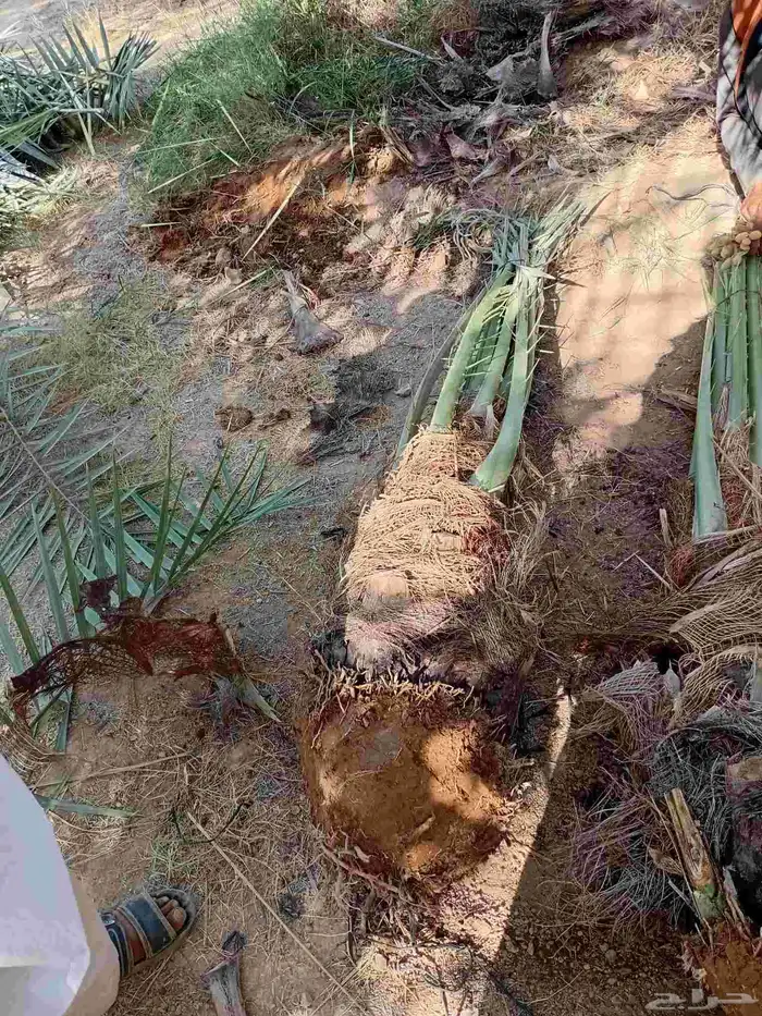 نخل مثمر نخيل للبيع فسايل نقابل جثايث فروخ خلاص برحي سكري 5