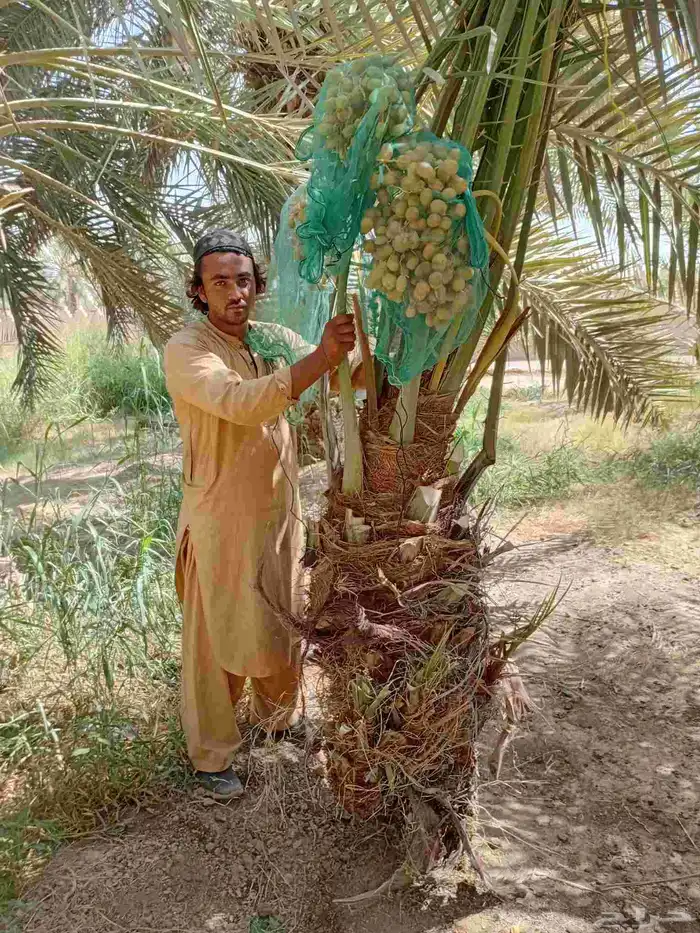 نخل مثمر نخيل للبيع فسايل نقابل جثايث فروخ خلاص برحي سكري 3