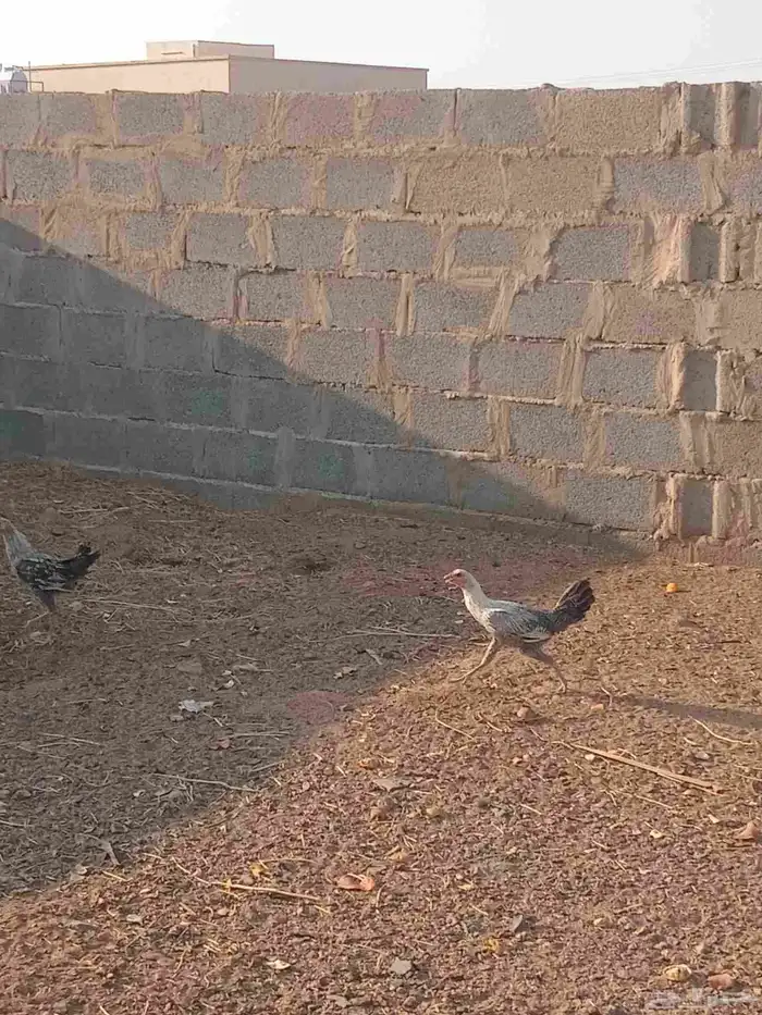 دجاج.فيومي 0