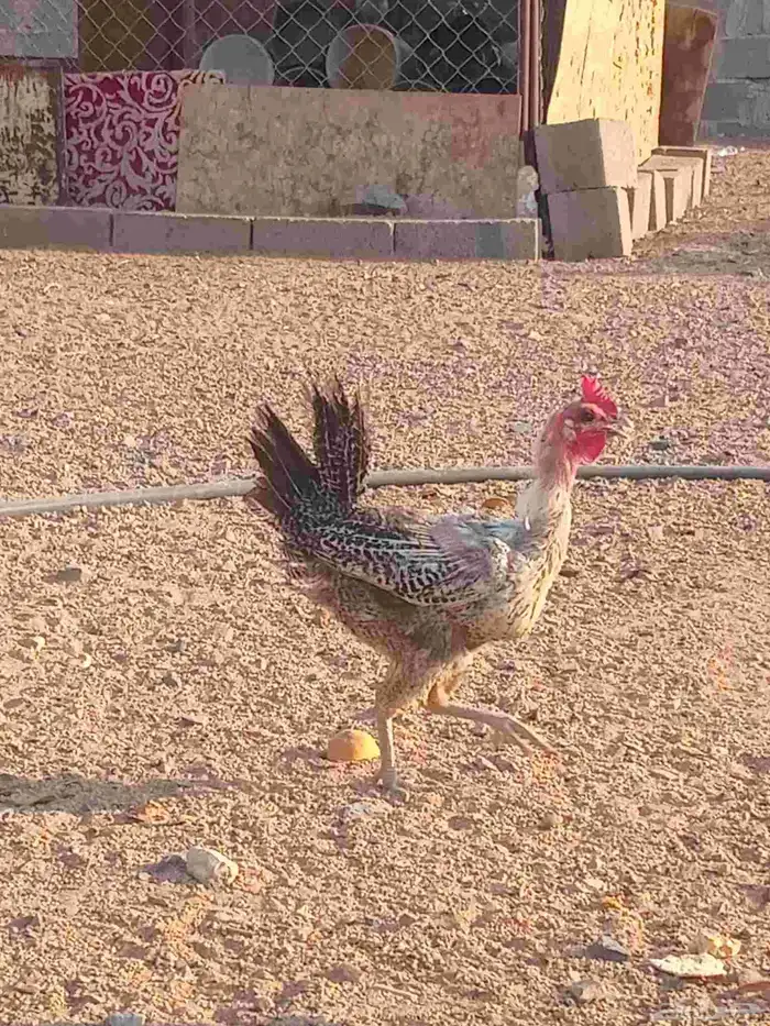 دجاج.فيومي 4