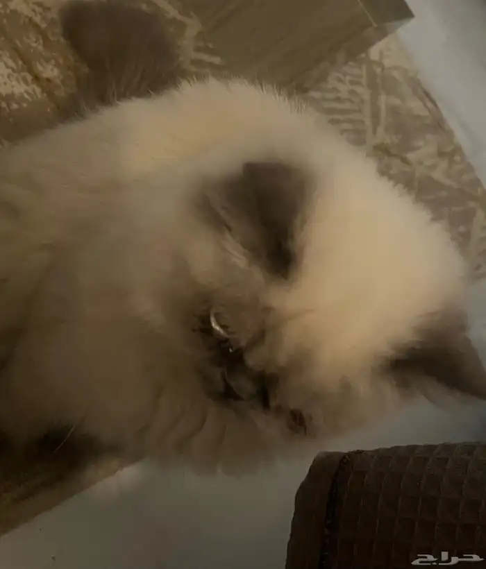 بسه هملايا 8شهور 3