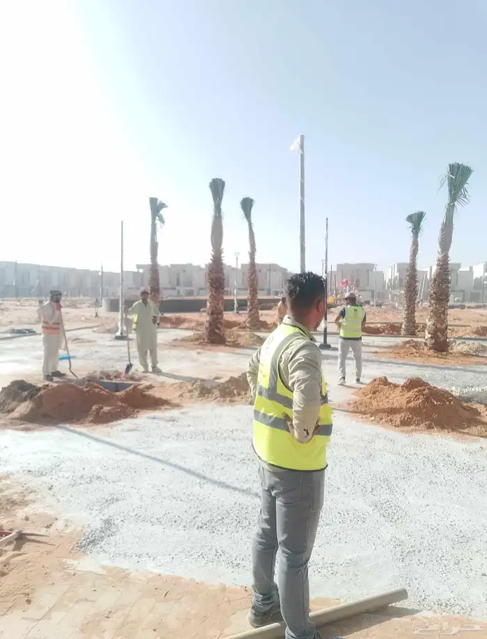 نخل واشنطونيا الزينه الامريكي ابومروحه 3