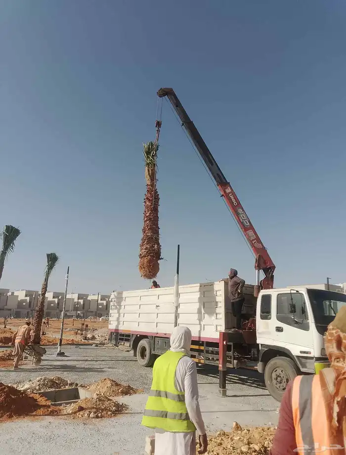 نخل واشنطونيا الزينه الامريكي ابومروحه 2